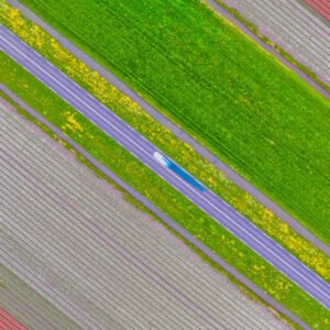 12 TULIPS
